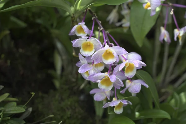 Schöne Weiße Lila Dendrobium Einem Wilden Garten — Stockfoto