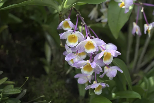 Dendrobium Ungu Putih Yang Indah Taman Liar Stok Gambar