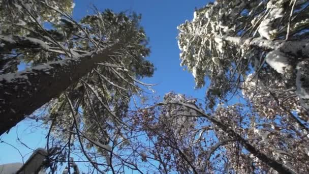 高大的常绿树 覆盖在从下面看到的雪中 — 图库视频影像