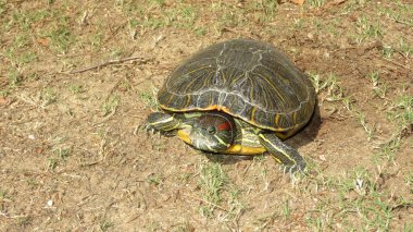 Hayvan parkında ördekler, kaplumbağalar, güvercinler. Su, binalar ve şehir..