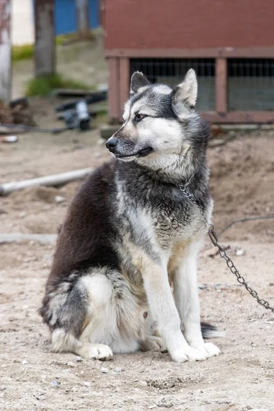Clyde River, Nunavut, Kanada 'da Kanadalı bir Eskimo köpeği dışarıda duruyor..