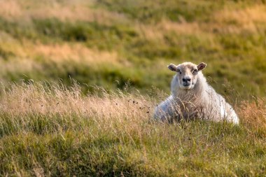 İzlanda 'da çimlerin üzerinde oturan bir koyun kameraya bakıyor.
