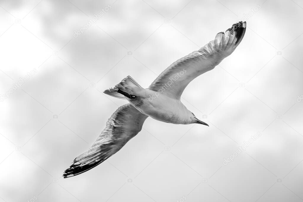 Close-up of a seagull flying with open wings black and white