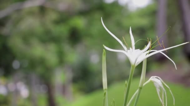 Ένα Λευκό Λουλούδι Από Κρίνο Αράχνης Hymenocallis Littoralis Στο Νησί — Αρχείο Βίντεο