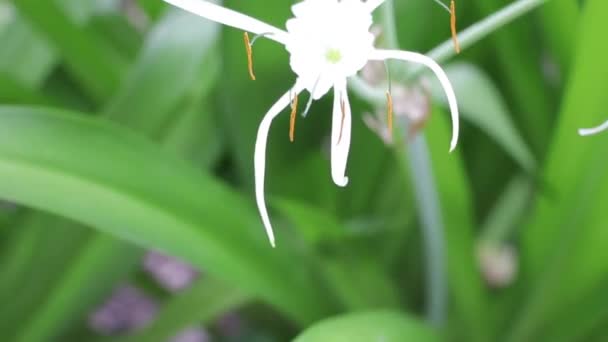 Biały Błonnik Littoralis Kwiat Lilii Pająka Hamilton Island Australia — Wideo stockowe