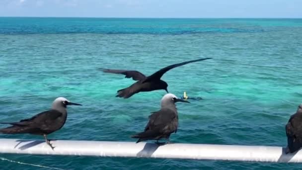 Slow Motion of a Black white capped noddy seabird making hovering fly in Australië. — Stockvideo