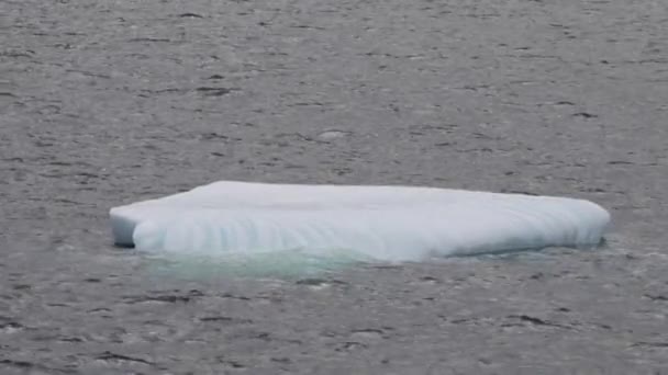 Iceberg a flutuar no fiorde Skjoldungen, uma ilha costeira da Gronelândia . — Vídeo de Stock