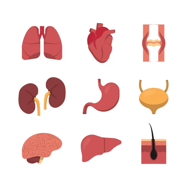 Icono Plano Para Diseño Médico Conjunto Órganos Humanos Colección Vectores — Archivo Imágenes Vectoriales