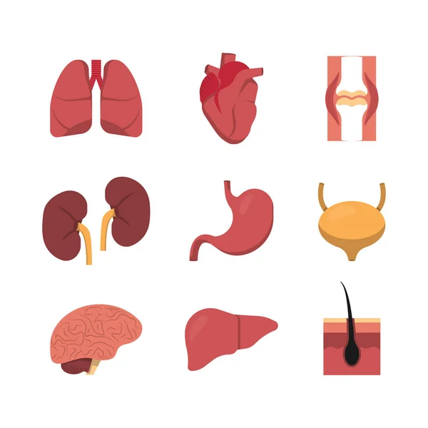 Icône Plate Pour Conception Médicale Ensemble Organes Humains Collection Vectorielle — Image vectorielle