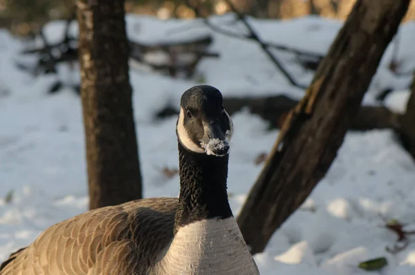 Canada Goose With Snow On His Bill — Stock Photo, Image