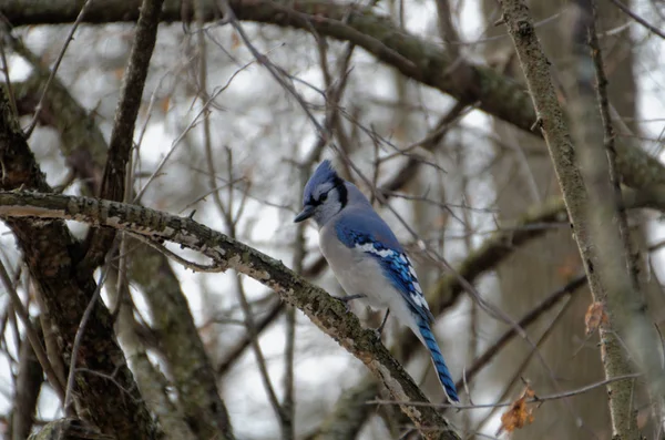 Blue Jay Cyanocitta Cristata Perced Tree — стоковое фото