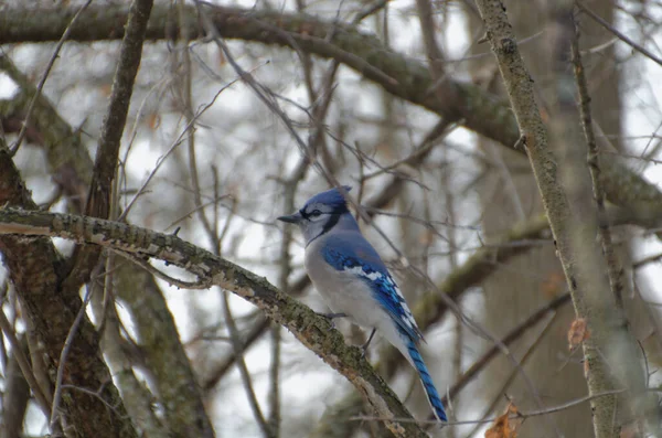 Mermelada Azul Cyanocitta Cristata Encaramada Árbol — Foto de Stock