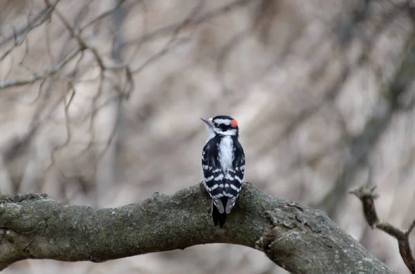 Buntspecht Dryobates Villosus Auf Einem Ast — Stockfoto