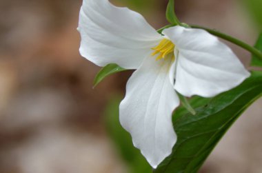 Beyaz Trillium (Trillium grandiflorum) Vahşi, sığ alan derinliğinde