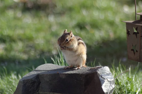 Eastern Chipmunk Tamias Striatus Stuffs His Mouth Full Full Peanuts — Stock Photo, Image