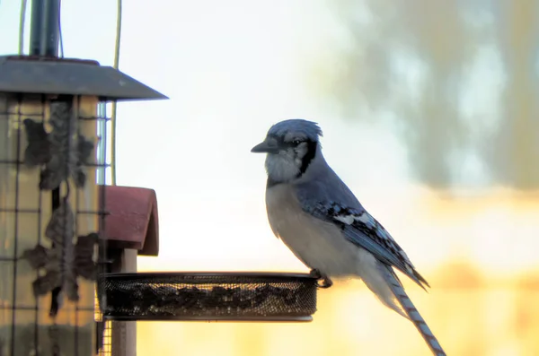 Ein Blauer Eichelhäher Cyanocitta Cristata Thront Einem Futterhäuschen — Stockfoto