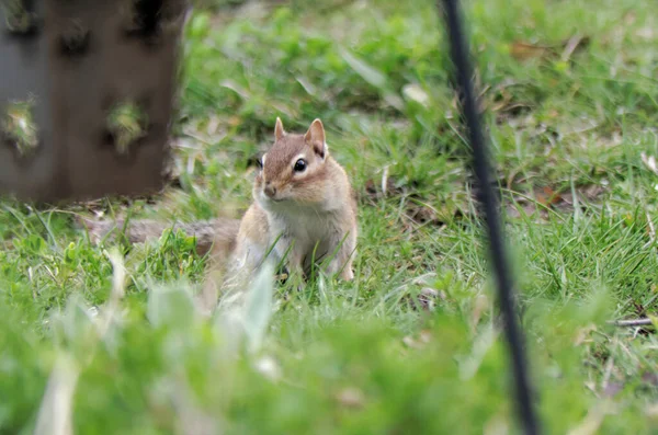 Eastern Chipmunk Tamias Striatus Garden — Stock Photo, Image