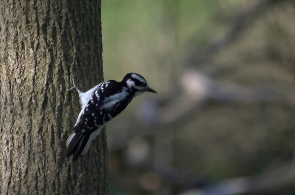 Pic Poilu Dryobates Villosus Accroché Tronc Arbre Regardant Par Dessus — Photo