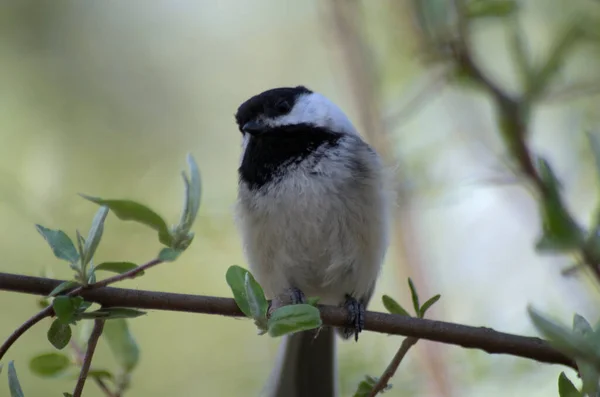 Mésange Tête Noire Poecile Atricapillus Assise Sur Une Brindille — Photo