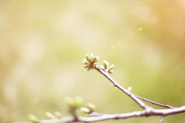 spring macro photography wallpaper light green background and a small fresh young bud on a tree branch, place for text