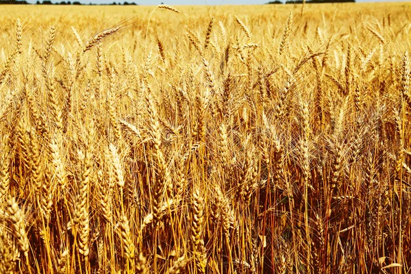 Closeup image of wheat field — Stock Photo, Image