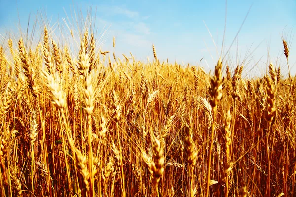 Image of wheat field against blue sky — Stock Photo, Image