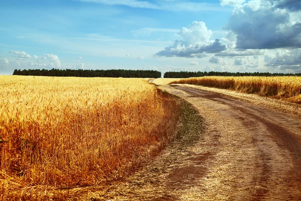 Imagen de camino en campo de trigo contra cielo azul —  Fotos de Stock