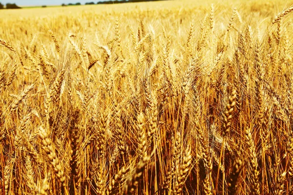 Imagen de primer plano del campo de trigo —  Fotos de Stock