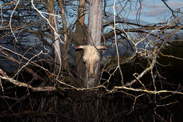 Image of bulls skull hanging on dead tree — Stock Photo, Image