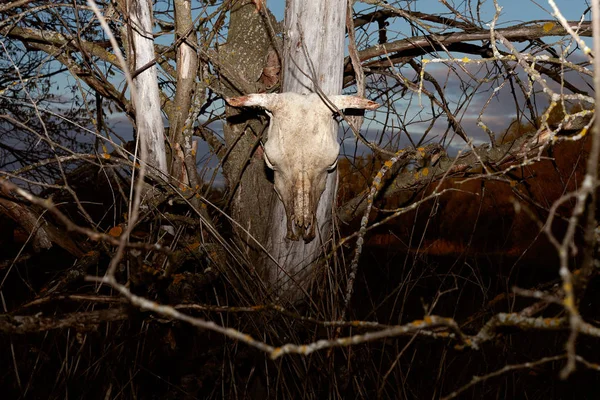 Image if bull skull hanging on dead tree — Stock Photo, Image