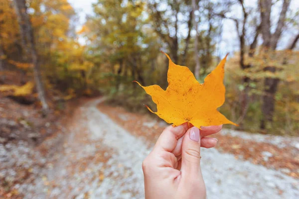 Sonbahar yaprakları kızların elinde