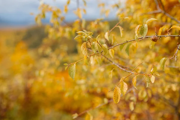 秋天。掉下去Autumnal公园。秋天的树木和树叶 — 图库照片