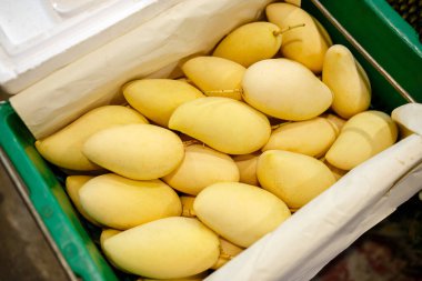 Meyve pazarında taze sarı mango yığını. Bir sürü tropikal meyve. Olgun mango. Tatlı mı, çiğ vejetaryen yemeği mi? Güney Asya 'da egzotik meyve