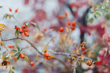 doğada, güzel arka plan vahşi kuşburnu