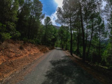 Pov, İspanya 'da, Nerpio' nun yolunda çam ağaçlarının arasından virajlı bir yolda gidiyor.