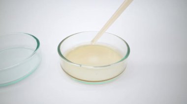 4K, bilim adamı Petri kabına örnek bırakıyor. Laboratuvarda pipetle deneyler yaptım. Tıbbi testler için biyokimya testi sıvısı ekledim. Petrischalen-Dan Laboratuvarında ekipman ve bilim deneyleri