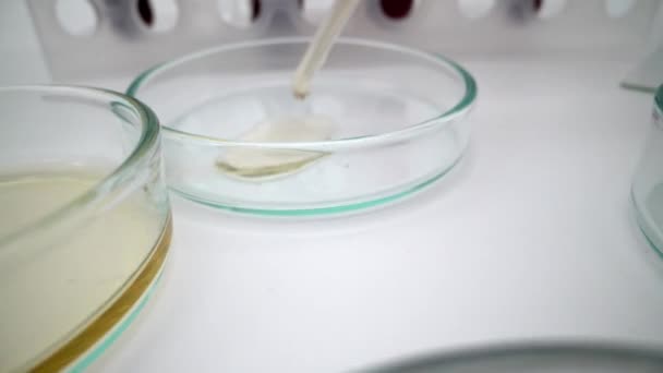 Ερευνητής Ετοιμάζει Πλάκες Μέσα Ένα Εργαστήριο Μικροβιολογίας Ενός Τεχνικού Εμβολιάζοντας — Αρχείο Βίντεο
