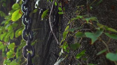 Kalın Paslı Zincir 'in, yazın güzel bir sabahında su düşerken yeşil yapraklı bir duvarda asılı durması. 120 fps-Dan hızında ağır çekim.