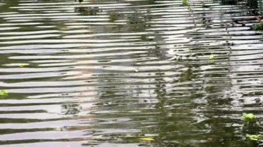 Su hareketinin yavaş hareketi gölet doğasında dalgalanır. Bitkiler ve ağaçlarla dolu bir gölün sakin yeşil sularını kapatın. Nehrin arka planında dalgalanan su yüzeyi. Havuz manzarası. -Dan.