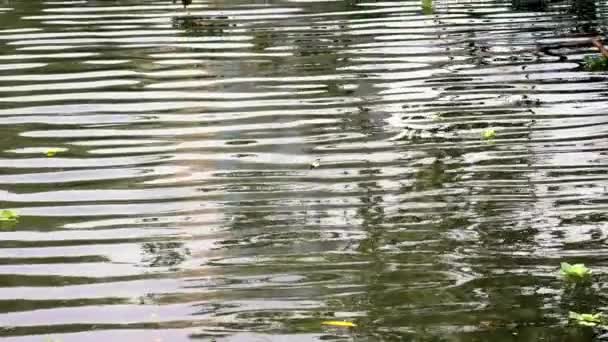 水的缓慢运动会对池塘的性质产生连锁反应 关闭平静的绿水湖与植物和树木 波浪水面的河底背景 气孔的水平视图 — 图库视频影像