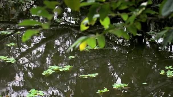 Slow Motion Water Ripples Pond Nature Close Calm Green Water — Stock Video
