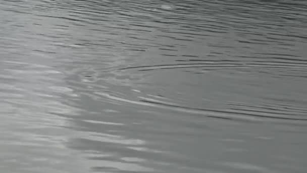 Κύματα Νερού Στη Λίμνη Της Φύσης Άποψη Επιπέδου Μιας Λίμνης — Αρχείο Βίντεο