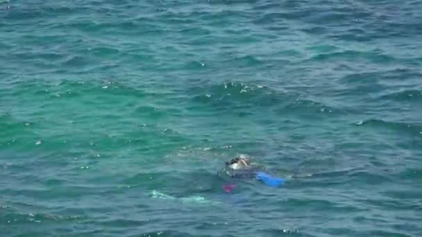 潜水用具の男は水面まで潜水する 熱帯の島の夏休みにスキューバダイバーの機器と青い海で泳ぐ — ストック動画