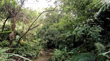4K, Tayvan 'daki orman nehri. Mangrove bataklığı ve tropikal bitki örtüsü. Ağaçların ve bitki yapraklarının arasından akan güzel yağmur ormanları nehri.