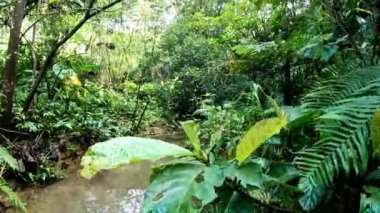 4K, Tayvan 'daki orman nehri. Mangrove bataklığı ve tropikal bitki örtüsü. Ağaçların ve bitki yapraklarının arasından akan güzel yağmur ormanları nehri.