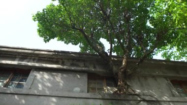4K Yeşil yapraklı büyük ağaç Taipei şehrinde eski bir evin penceresinde büyür grunge duvar örer ve çatlar. - Dan.