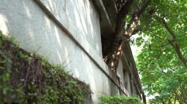 4K Yeşil yapraklı büyük ağaç Taipei şehrinde eski bir evin penceresinde büyür grunge duvar örer ve çatlar. - Dan.