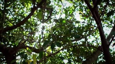 Taipei parkındaki yeşil ağaçların yaprakları arasında yavaşça hareket eden güneş ışığı. Parlak güneşin yavaş çekim gücü Tayvan dağından Asya ağaç yapraklarının arasından parlar. - Dan.