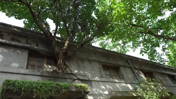 Duże Drzewo Zielonymi Liśćmi Rośnie Oknie Starego Domu Whit Grunge — Wideo stockowe