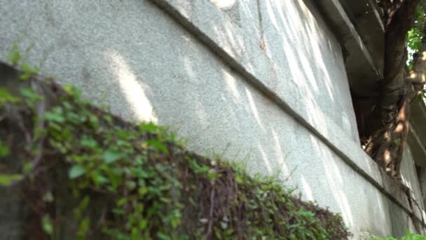 台北一座老房子的窗上长着一棵绿叶大树苗 这棵大树长着一堵发牢骚的墙和裂缝 — 图库视频影像